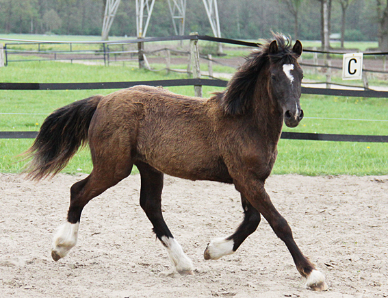 Welsh Cob Valando als jaarling 1
